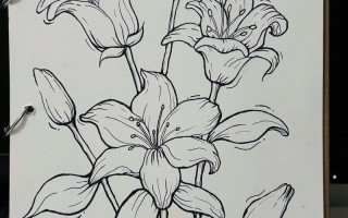 自学绘画从什么开始好