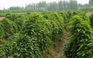 果树栽培课程形成性考核册有何作用？