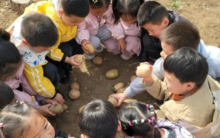 幼儿园种植课土豆怎么种？收获时藏着什么惊喜？