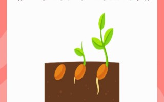 幼儿园种植课程如何孕育成长故事？