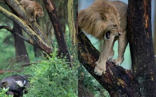 梦到被水牛追赶，职业发展有何预兆？