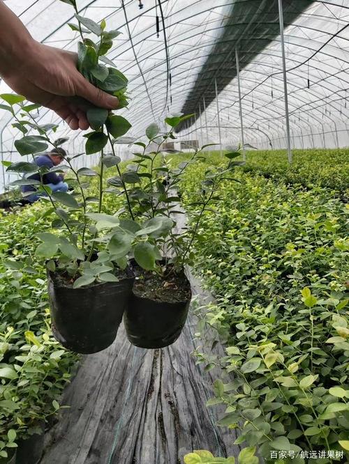 果树栽培课程形成性考核册有何作用?-第2张图片-指南针培训网 果树栽培课程形成性考核册有何作用?-第2张图片-指南针培训网