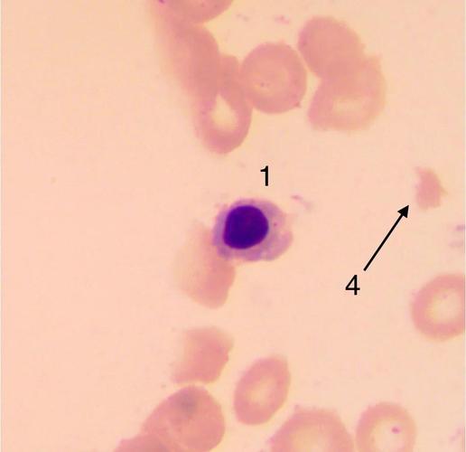 细胞上清代谢组学前处理关键步骤有哪些？-第2张图片-指南针培训网