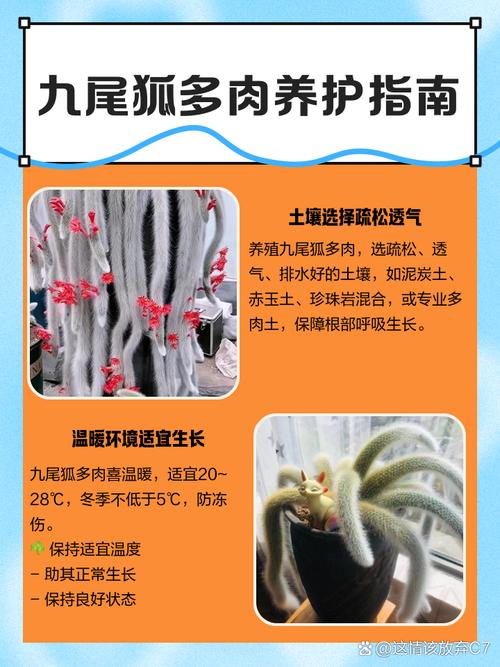 自学狐狸人工授精技术怎么学？-第2张图片-指南针培训网