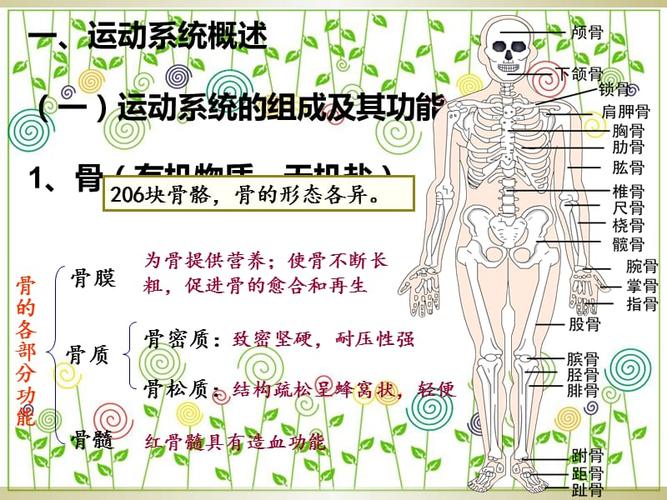 学前儿童运动系统有何特点？-第1张图片-指南针培训网