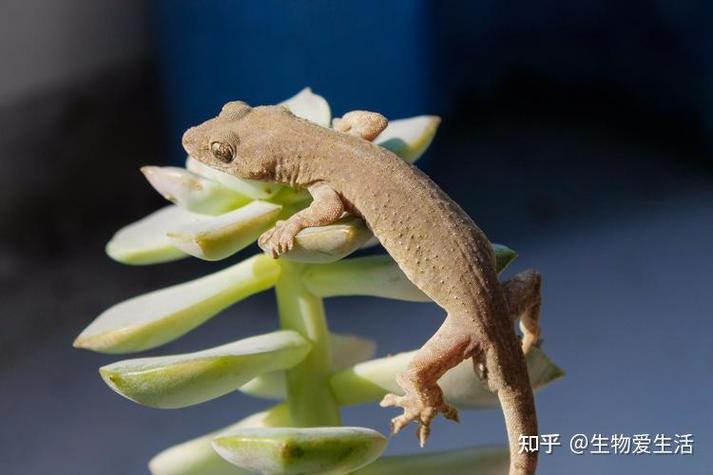 壁虎java51自学-第1张图片-指南针培训网 壁虎java51自学-第1张图片-指南针培训网