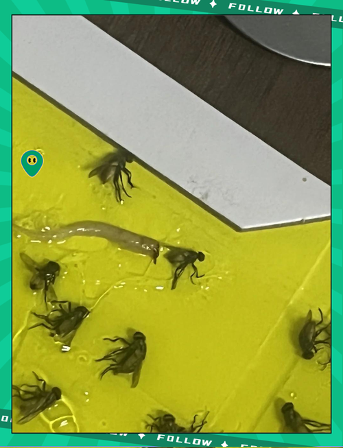 壁虎java51自学-第2张图片-指南针培训网 壁虎java51自学-第2张图片-指南针培训网