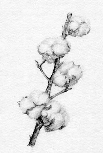 素描自学免费视频哪里找？-第1张图片-指南针培训网