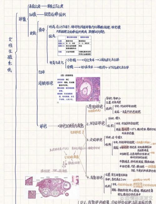 组织和胚胎学自学习题如何高效学习？-第3张图片-指南针培训网