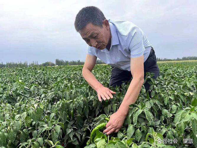 新型职业农民组织化发展-第3张图片-指南针培训网