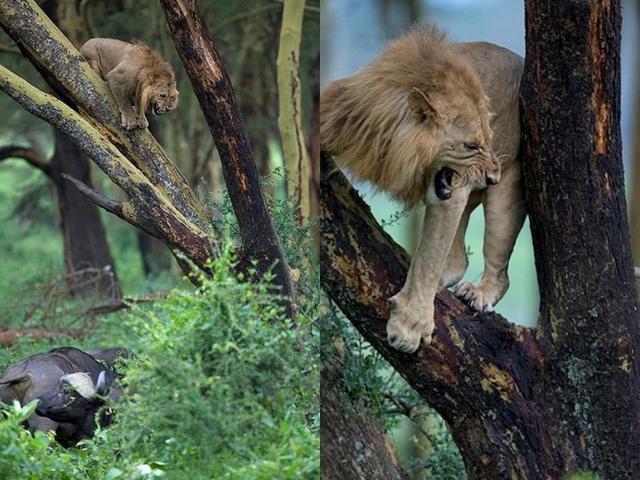 梦到被水牛追赶，职业发展有何预兆？-第1张图片-指南针培训网