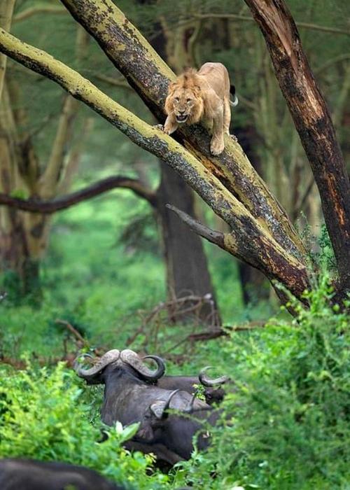 梦到被水牛追赶，职业发展有何预兆？-第3张图片-指南针培训网