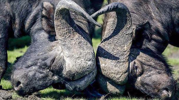 梦到被水牛追赶，职业发展有何预兆？-第2张图片-指南针培训网