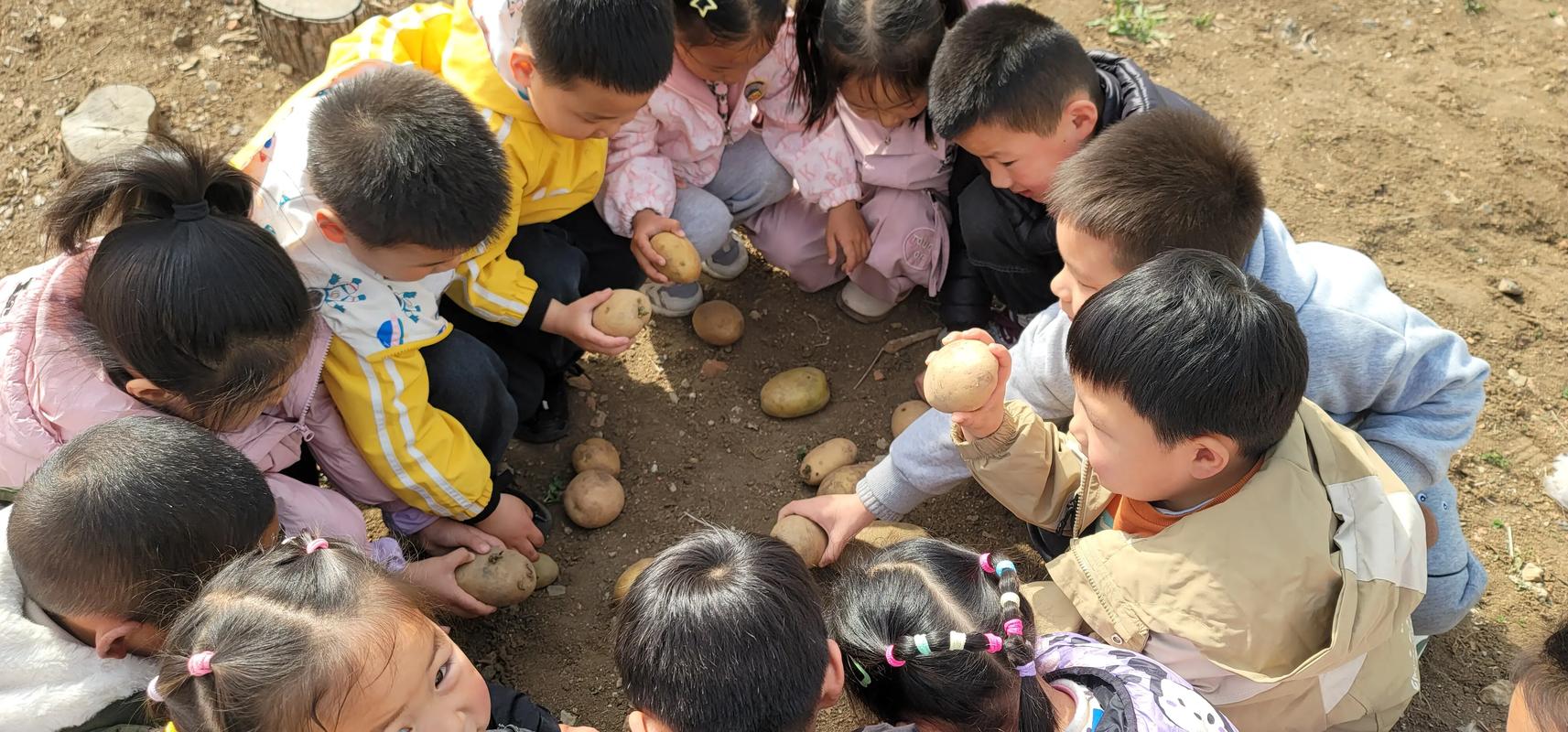 幼儿园种植课土豆怎么种?收获时藏着什么惊喜?-第1张图片-指南针培训网 幼儿园种植课土豆怎么种?收获时藏着什么惊喜?-第1张图片-指南针培训网