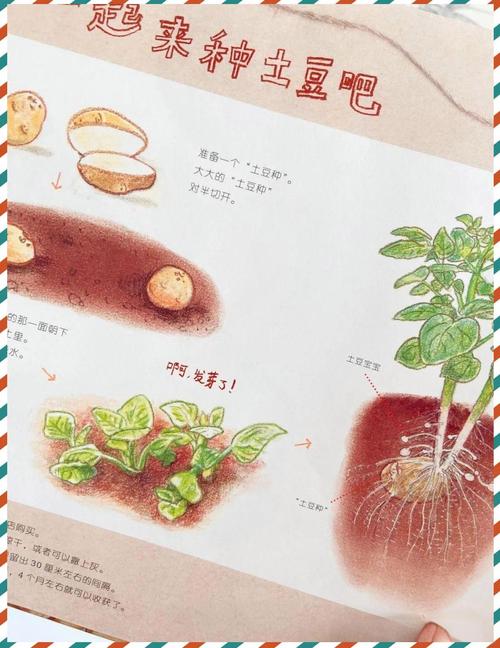 幼儿园种植课土豆怎么种?收获时藏着什么惊喜?-第3张图片-指南针培训网 幼儿园种植课土豆怎么种?收获时藏着什么惊喜?-第3张图片-指南针培训网