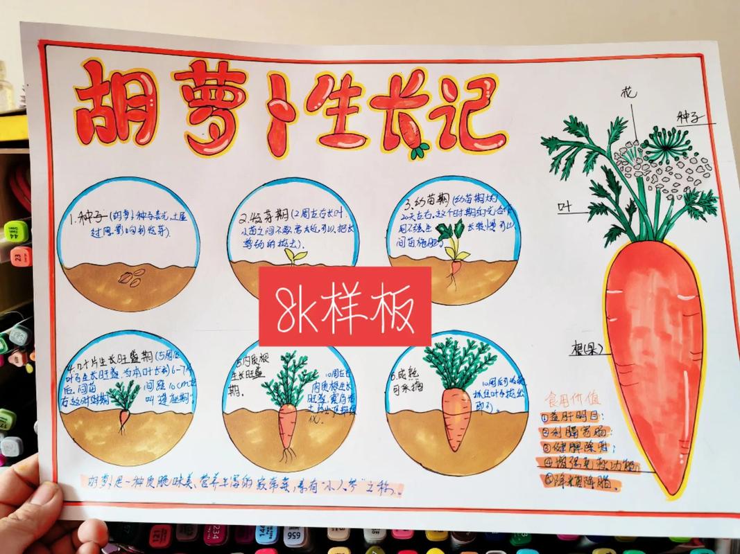 萝卜成长记里藏着哪些小秘密？-第1张图片-指南针培训网